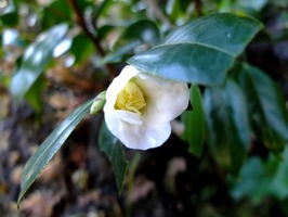 DSCF6432_R