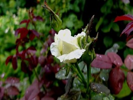 DSCF8950_R