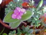 DSCF4202_R
