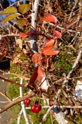 DSCF8946_R