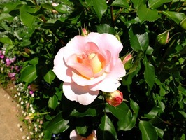 DSCF2510_R