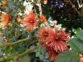 DSCF5654_R