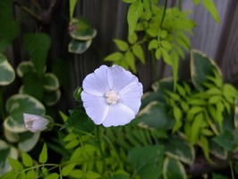 DSCF5672_R