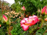 DSCF7118_R