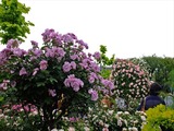 DSCF7308_R