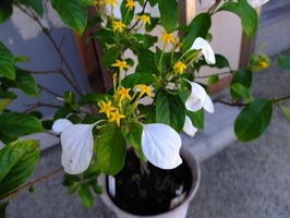 DSCF3678_R