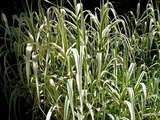 DSCF7937_R