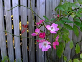 DSCF5819_R