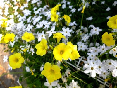 DSCF8295_R