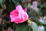 DSCF9210_R