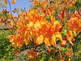 DSCF2088_R
