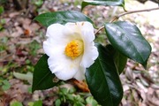 DSCF9204_R