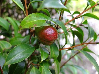 DSCF4406_R