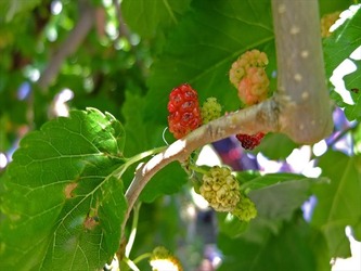 DSCF7930_R