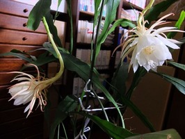 DSCF3788_R