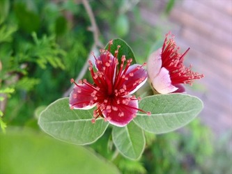 DSCF7971_R
