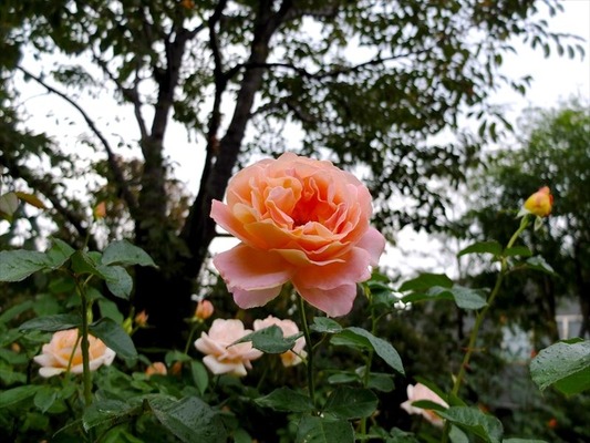 DSCF5607_R