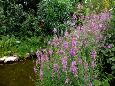 DSCF4528_R