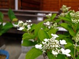 DSCF8223_R