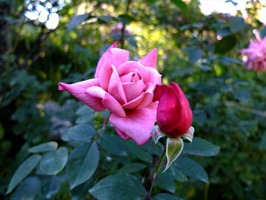 DSCF5779_R