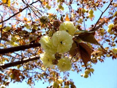 DSCF8506_R