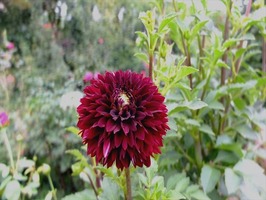 DSCF9090_R