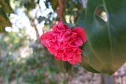 DSCF8903_R