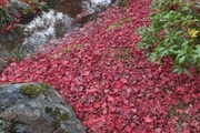 DSCF7987_R
