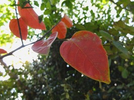 DSCF5717_R