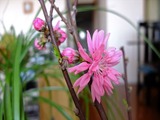 DSCF6853_R