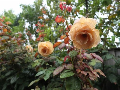 DSCF3665_R