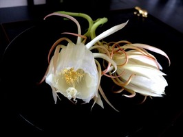 DSCF3826_R