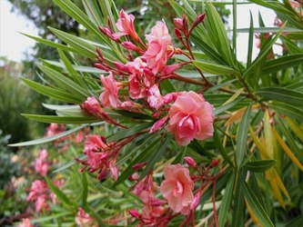 DSCF8441_R