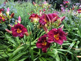 DSCF3578_R