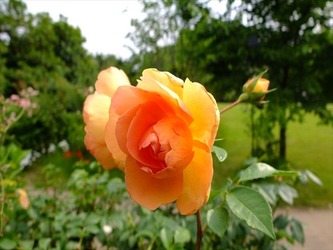DSCF8099_R