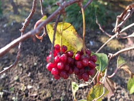DSCF0541_R