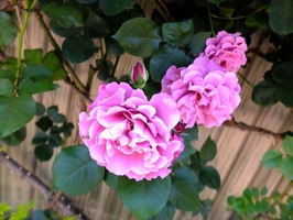 DSCF2512_R