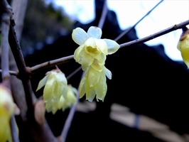 DSCF0549_R