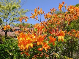 DSCF2085_R