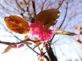 DSCF6335_R
