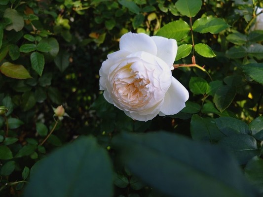 DSCF6001_R