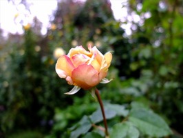 DSCF5609_R