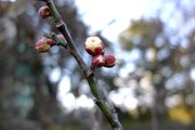 DSCF8954_R