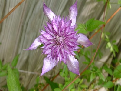 DSCF7994_R