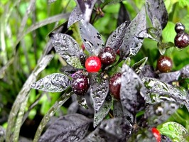 DSCF8959_R