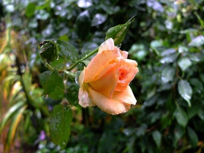 DSCF3567_R