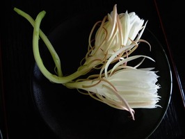 DSCF3831_R