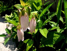 DSCF3018_R