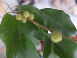 DSCF1786_R