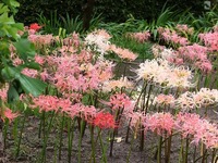 DSCF4951_R